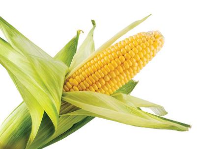 Gazette Corn